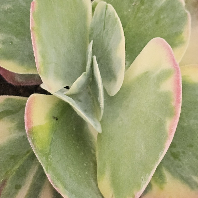Каланхоэ Тирсифлора Вариегата (Kalanchoe Thyrsiflora Variegata) D5см
