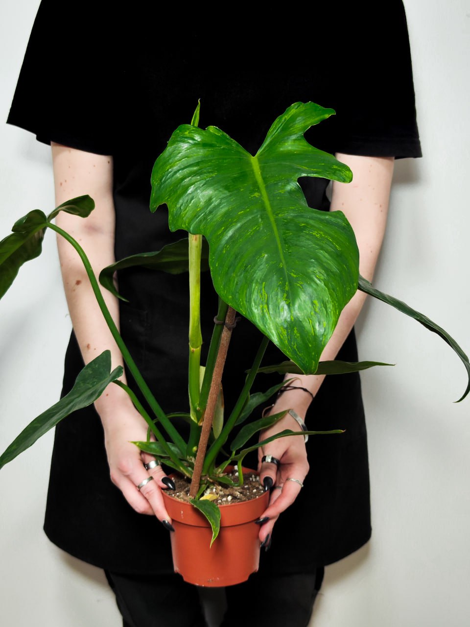 Филодендрон Золотой Дракон (Philodendron Golden Dragon) D12см
