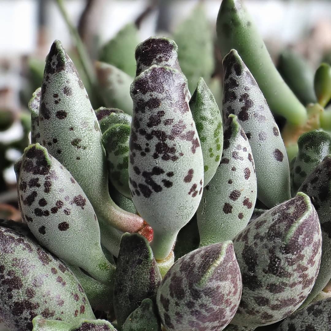 Адромискус Фестивус или Утонченный (Adromischus Festivus) D5см
