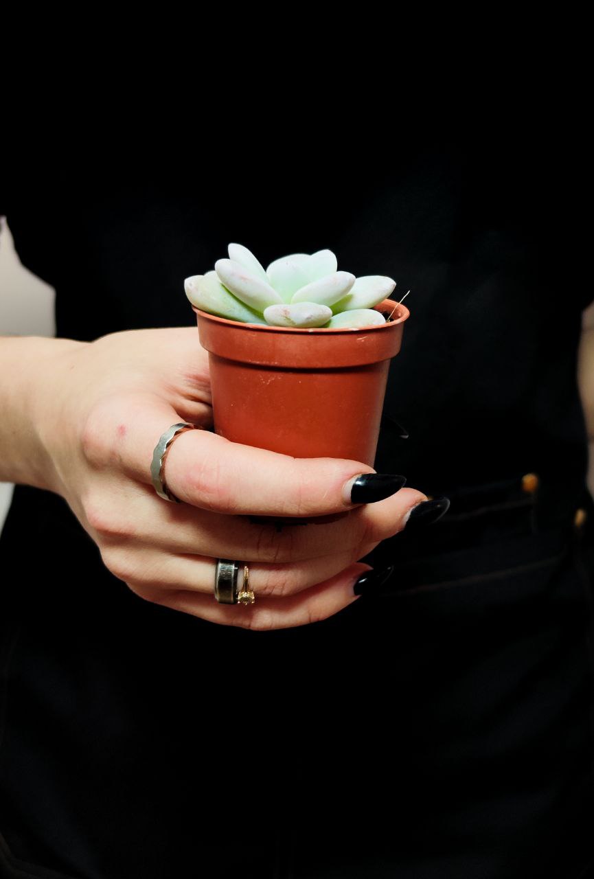 Эхеверия Лау (Echeveria Lauii) D5см