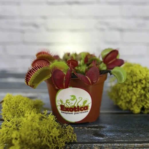 Венерина Мухоловка (Dionaea Muscipula) D9см