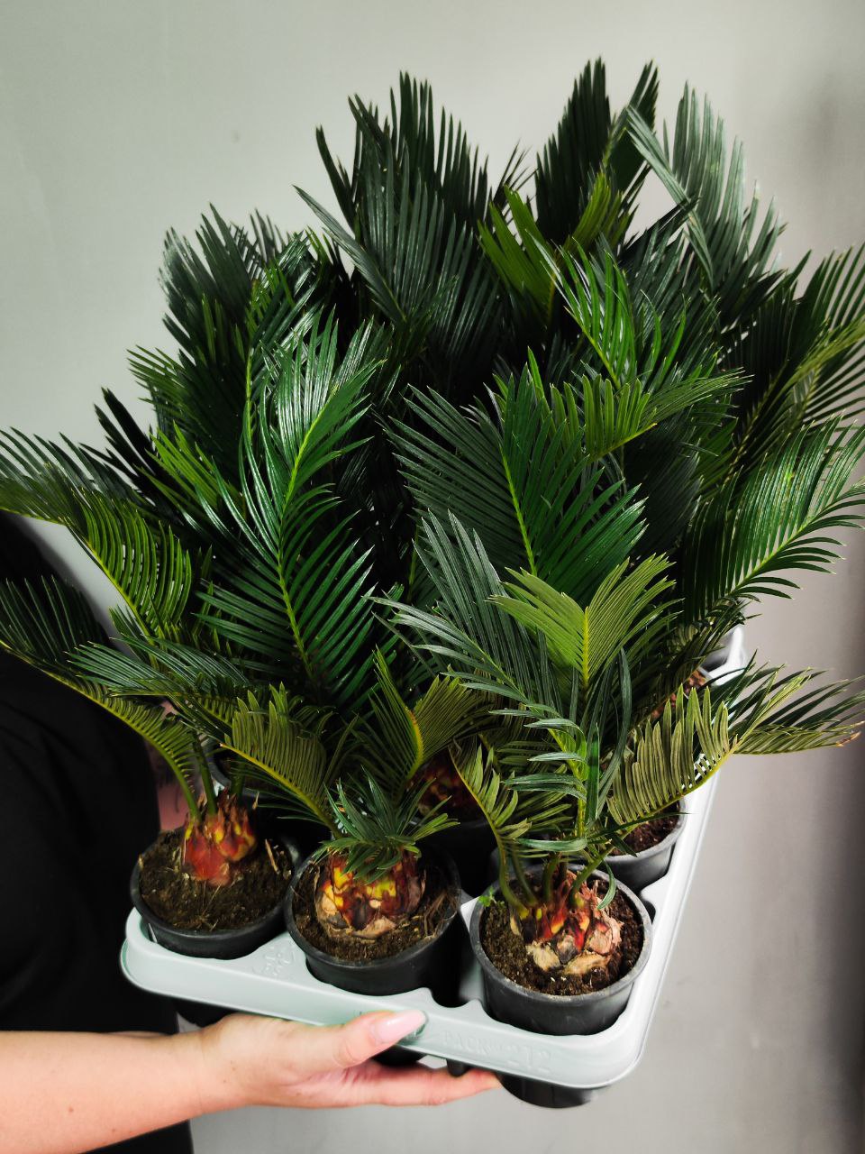 Цикас Революта (Cycas Revoluta) D9см