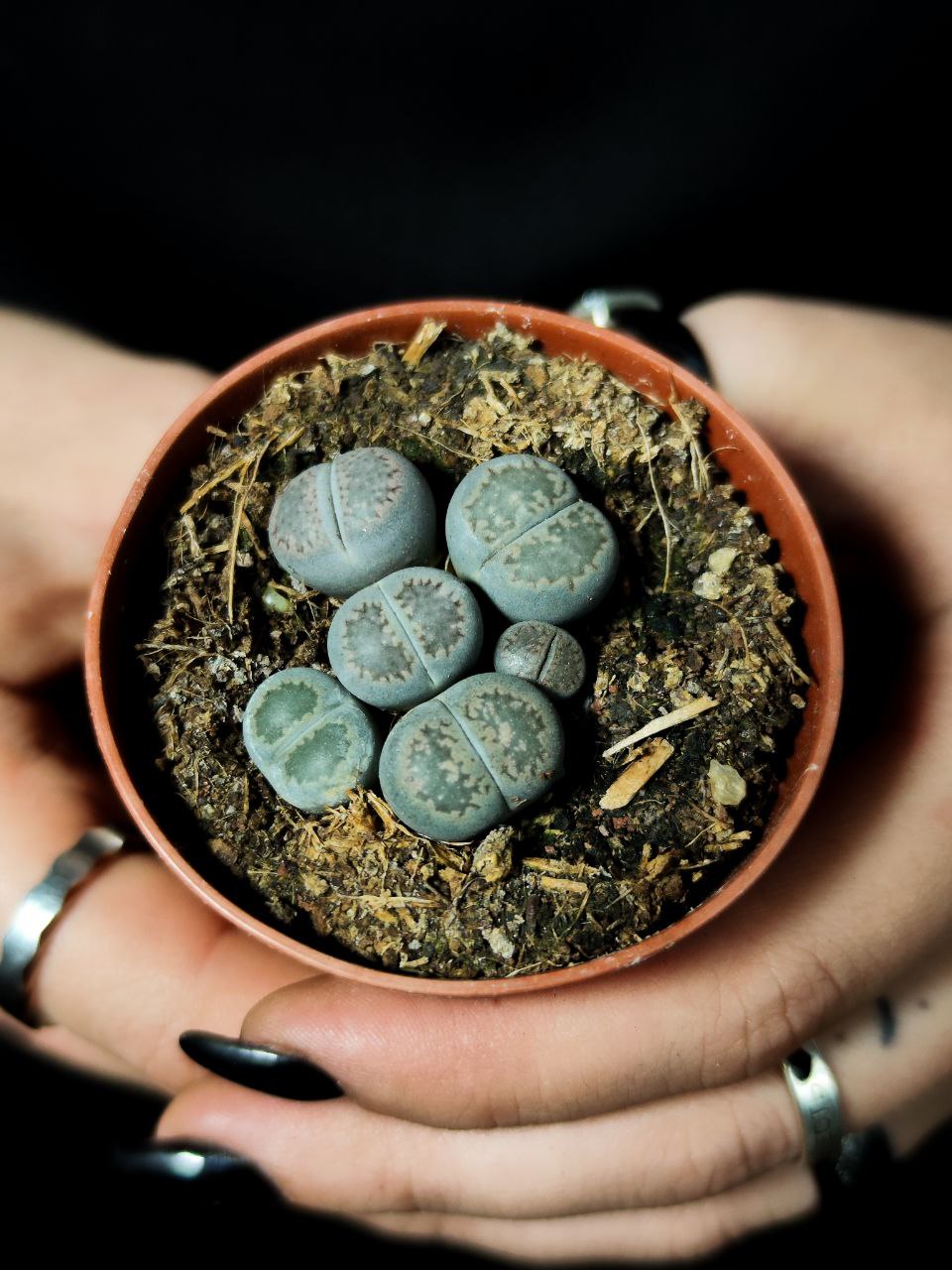 Литопсы Микс Мини (Lithops Mix Mini) D5см