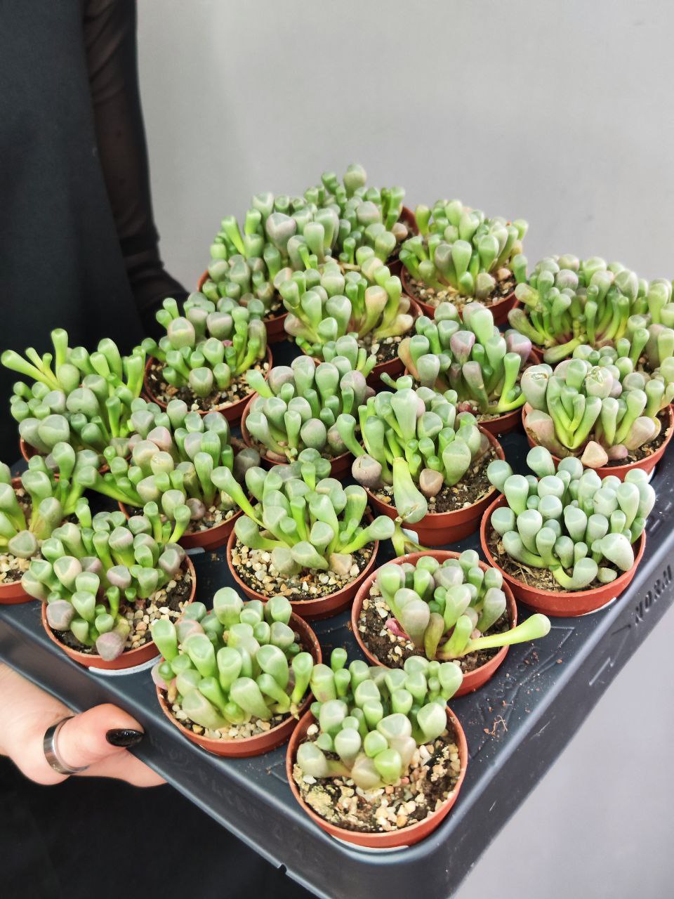 Фенестрария Булаволистная Ропалофилла (Fenestraria Rhopalophylla) D5см