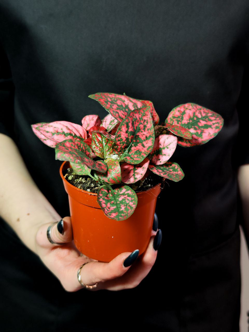 Гипоэстес Листоколосковый Ред (Hypoestes Phyllostachya Red) D8см