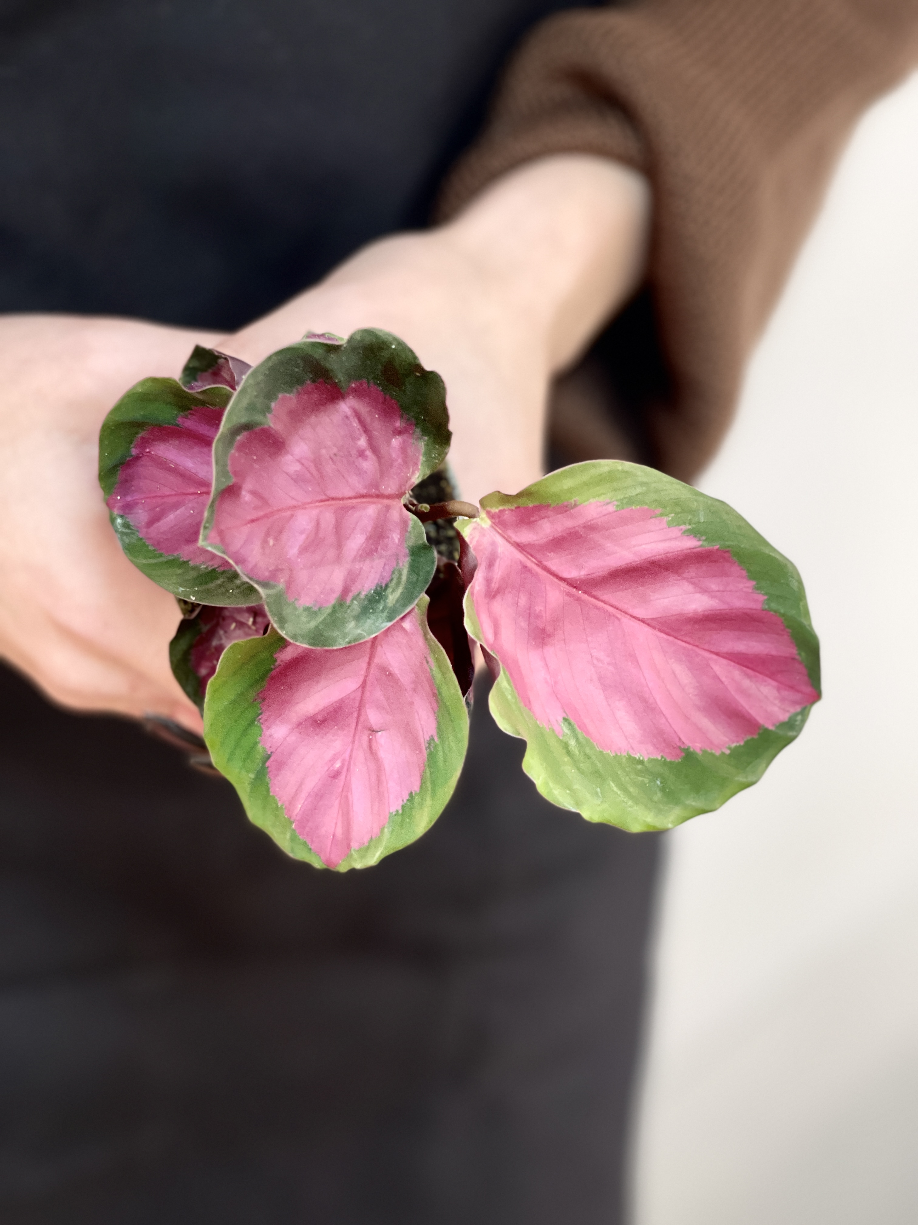Калатея Розеопикта Рози (Calathea Roseopicta Rosy) D6см
