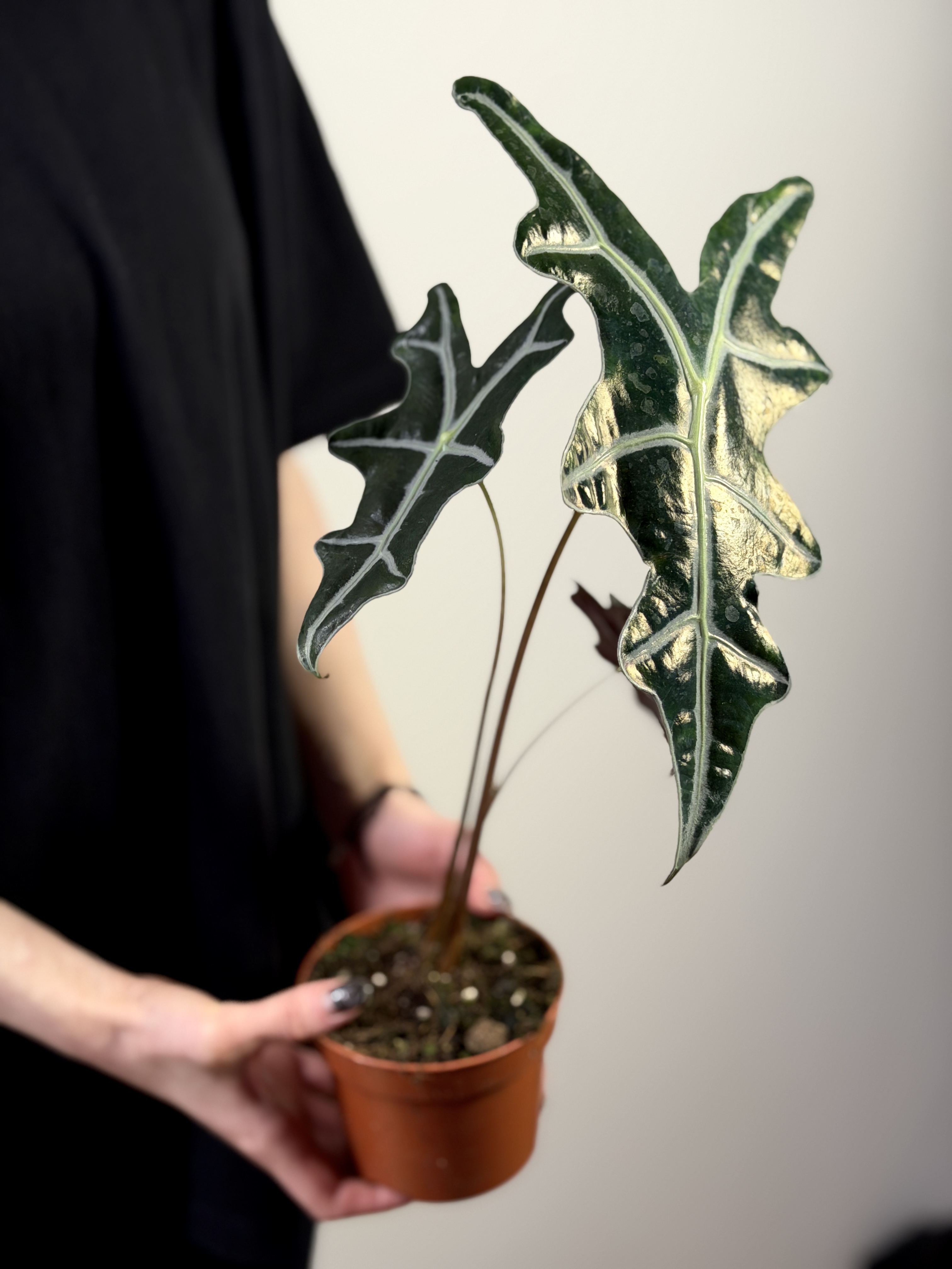 Алоказия Нобилис (Alocasia Sanderiana Nobilis) D10см