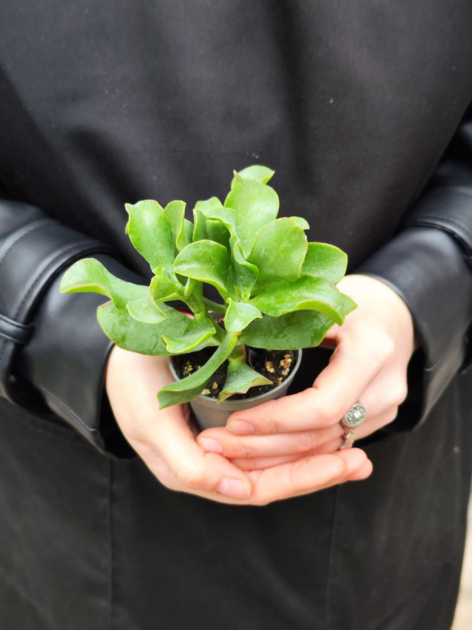 Крассула Древовидная Кудрявая (Crassula Arborescens Curly) D5см