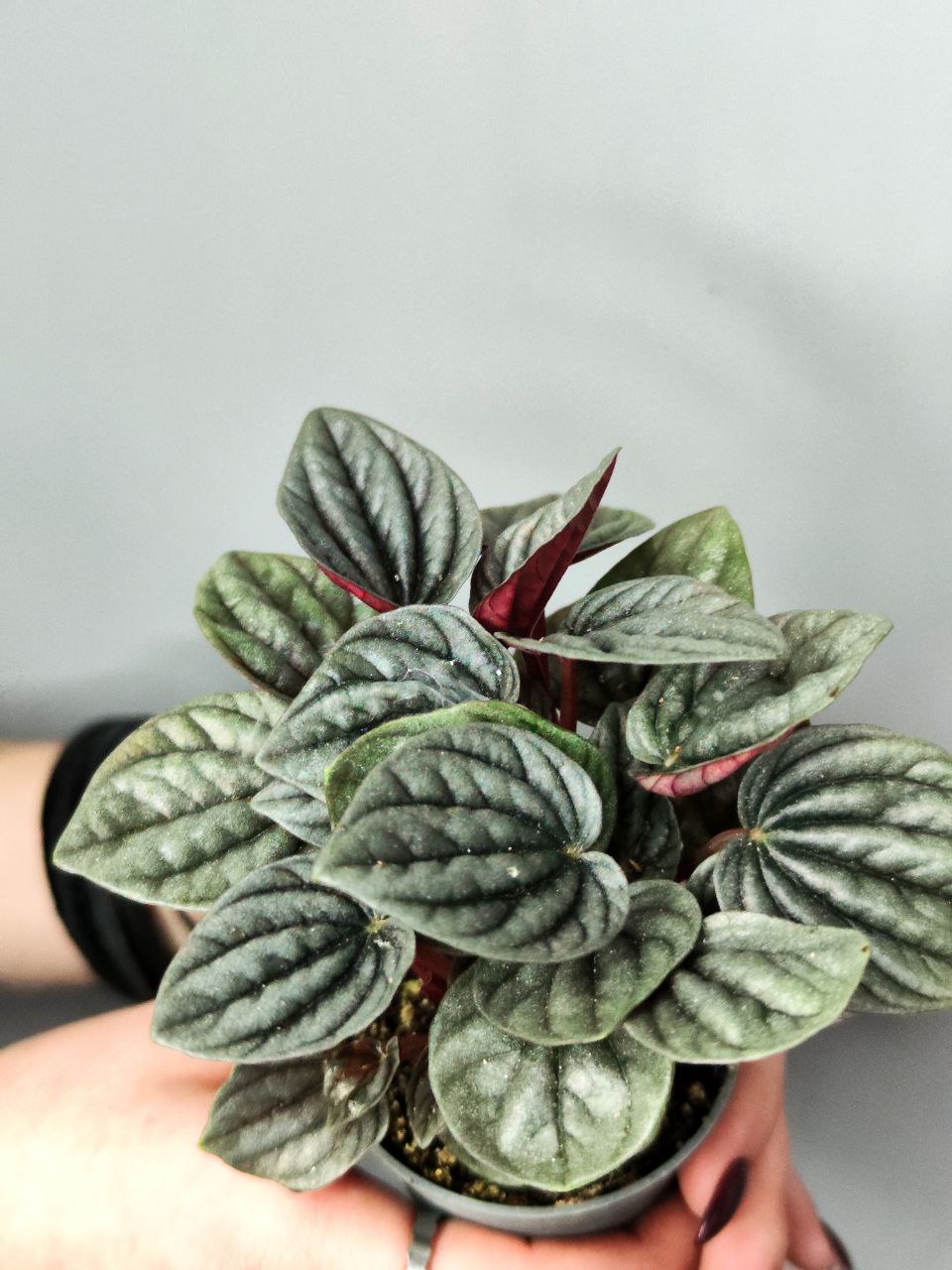 Пеперомия каперата Бразилия (Peperomia Caperata Brasilia) D5см