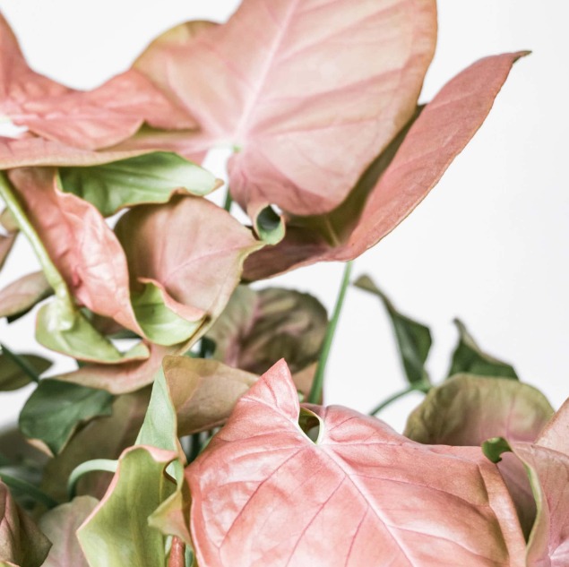 Сингониум Неон (Syngonium Neon) D6см