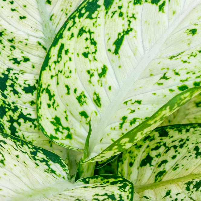 Диффенбахия Макулата Ами (Dieffenbachia Maculata Amy) D6см
