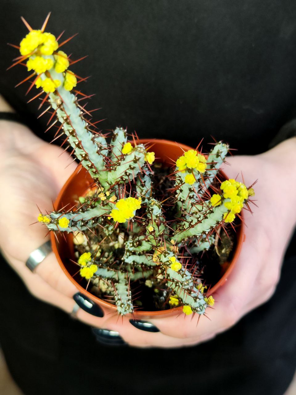 Молочай Аэругиноса (Euphorbia Aeruginosa) D8,5см