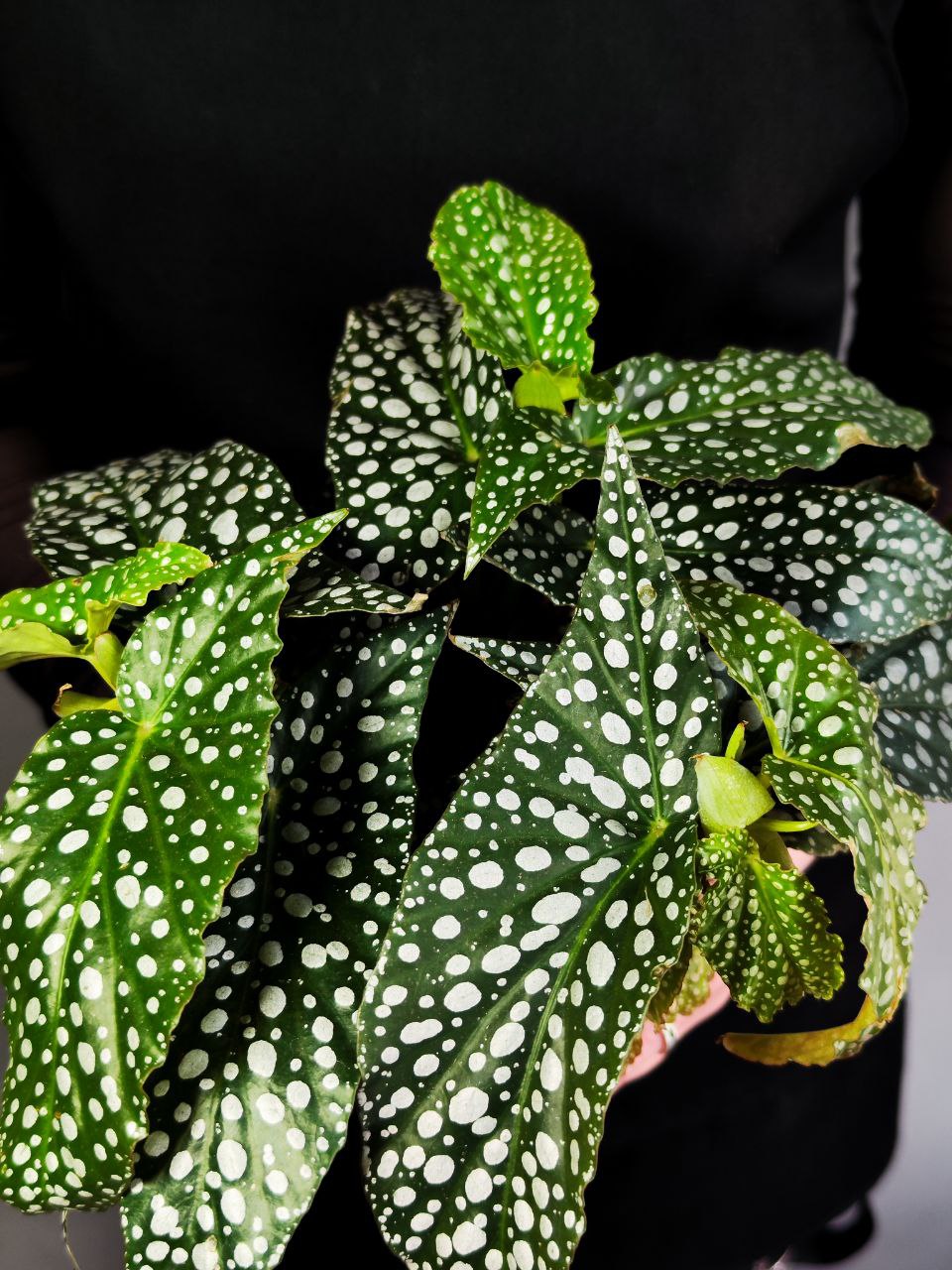 Бегония Дабл Дот (Begonia Double Dot) D12см