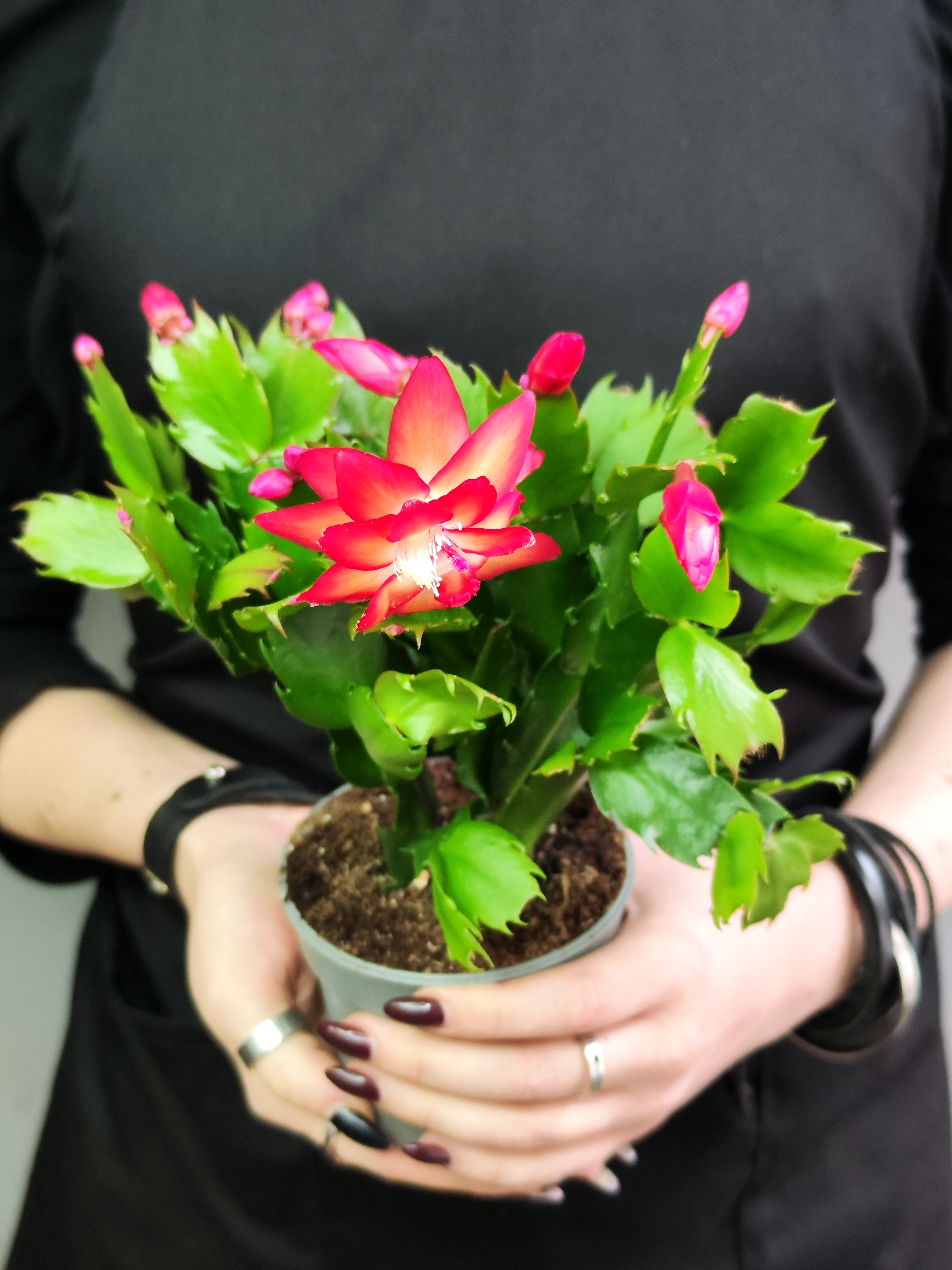 Декабрист Красный, или Шлюмбергера (Schlumbergera Tendenza Red) D9см