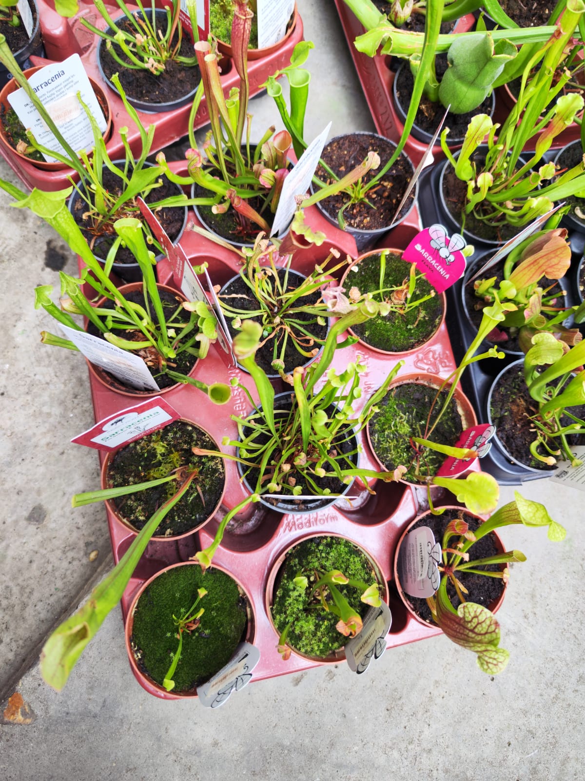 Саррацения микс уцен. (Sarracenia mix) D9см