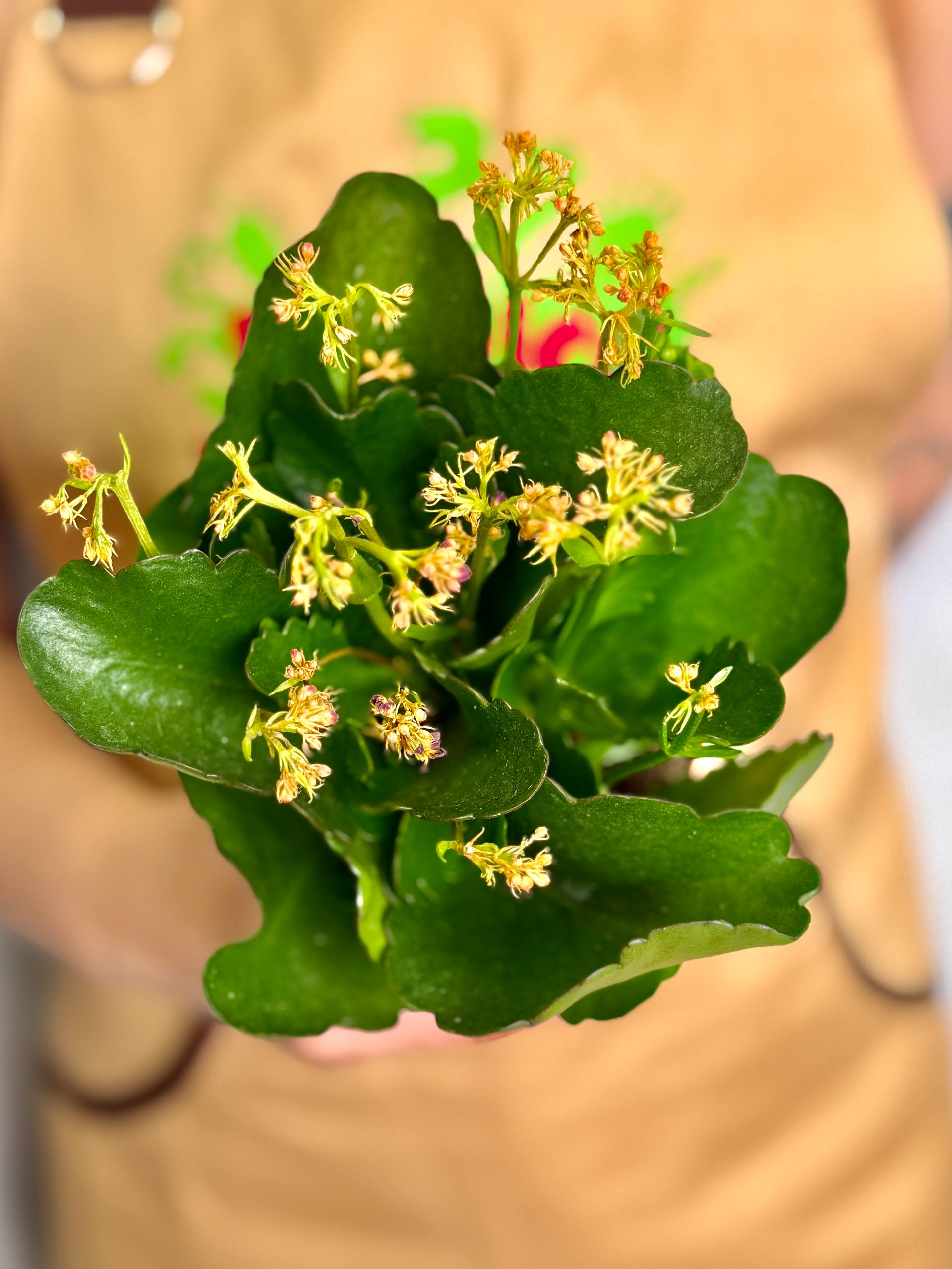 Каланхоэ Розалина Микс (Kalanchoe Rosalina Mix) УЦЕНКА
