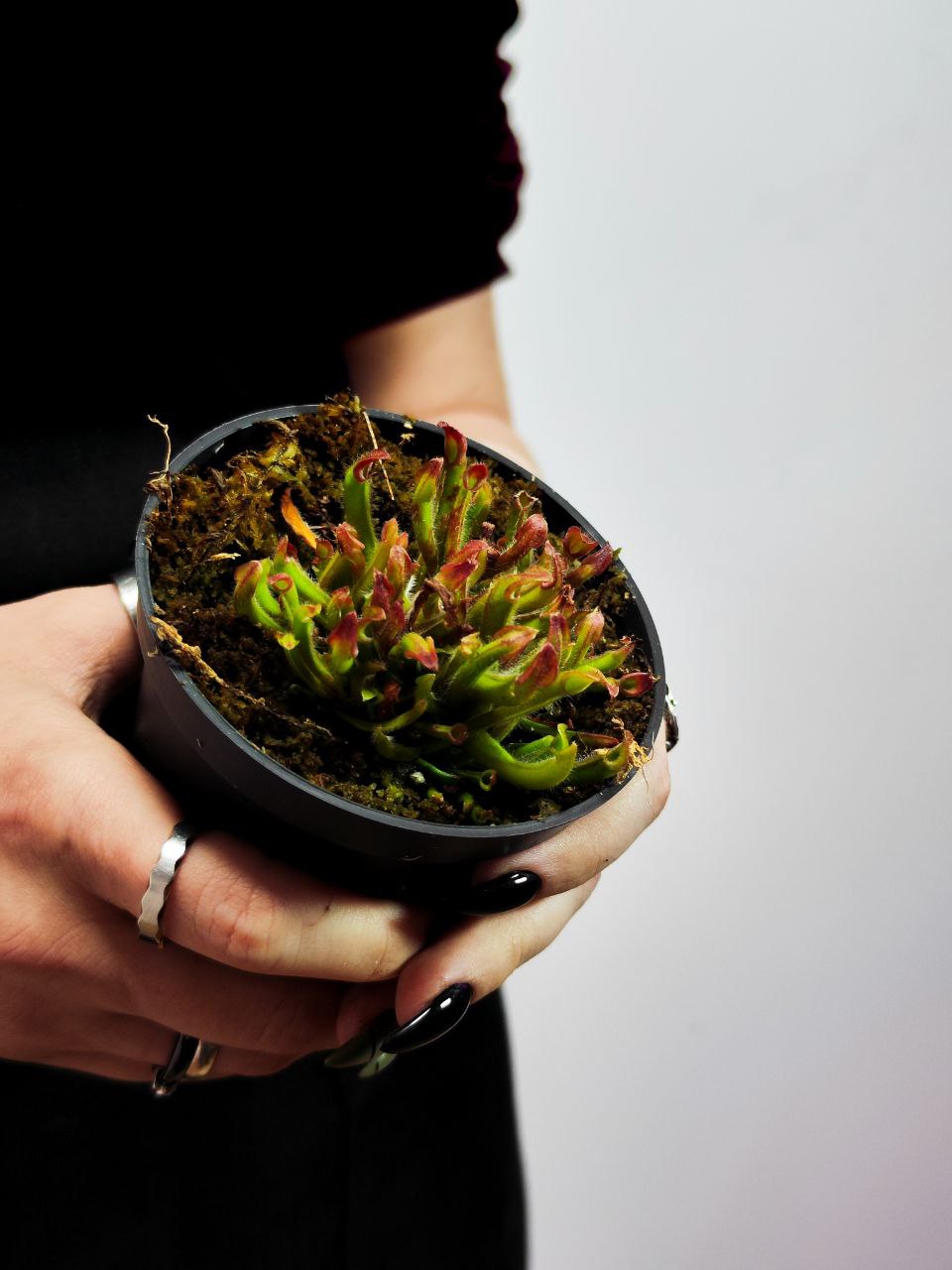 Гелиамфора Мини Грин (Heliamphora Heterodoxa x Minor) D9см