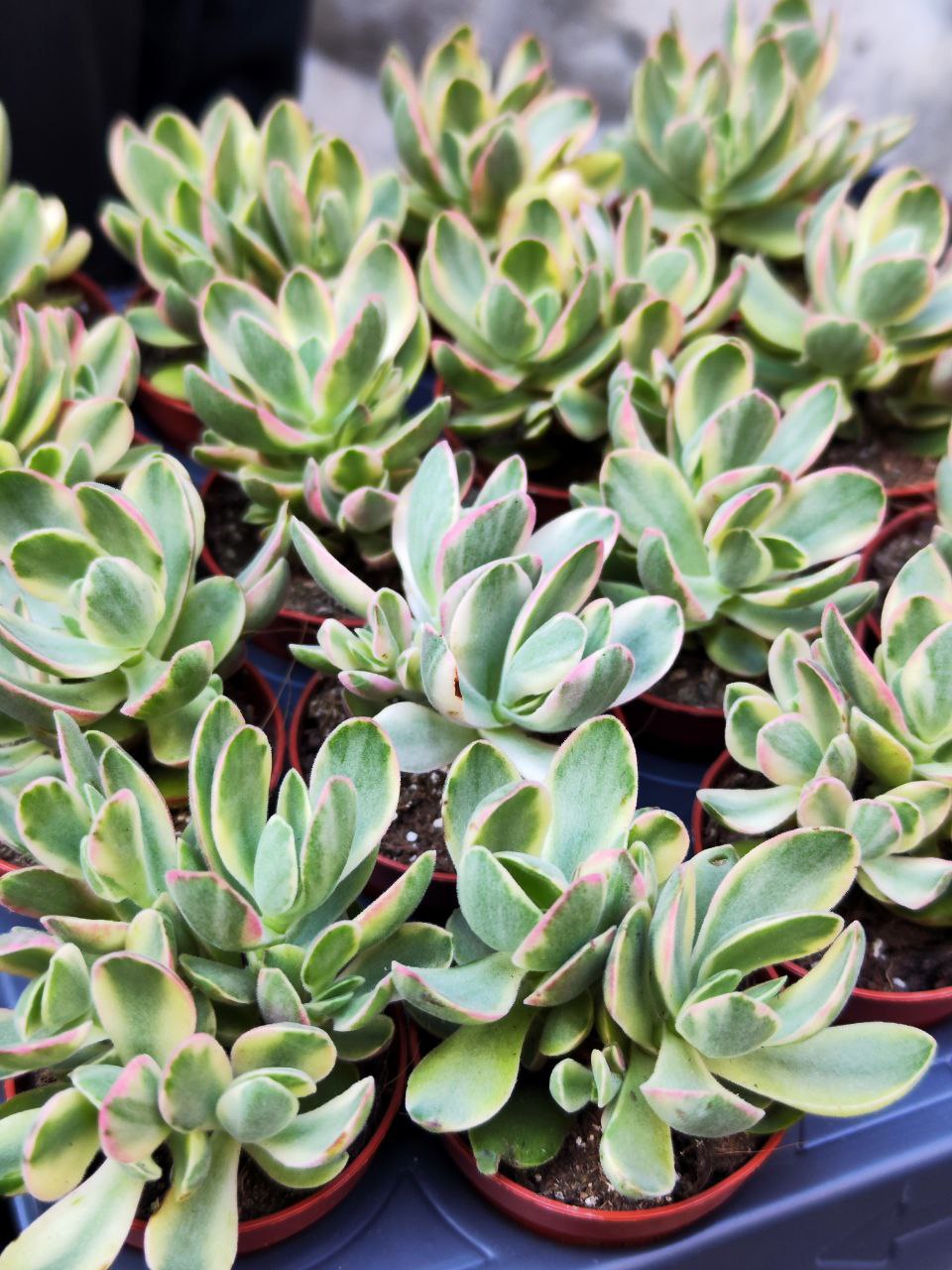 Крассула Мани Мейкер Вариегатная (Crassula Moneymaker Varigated) D5см