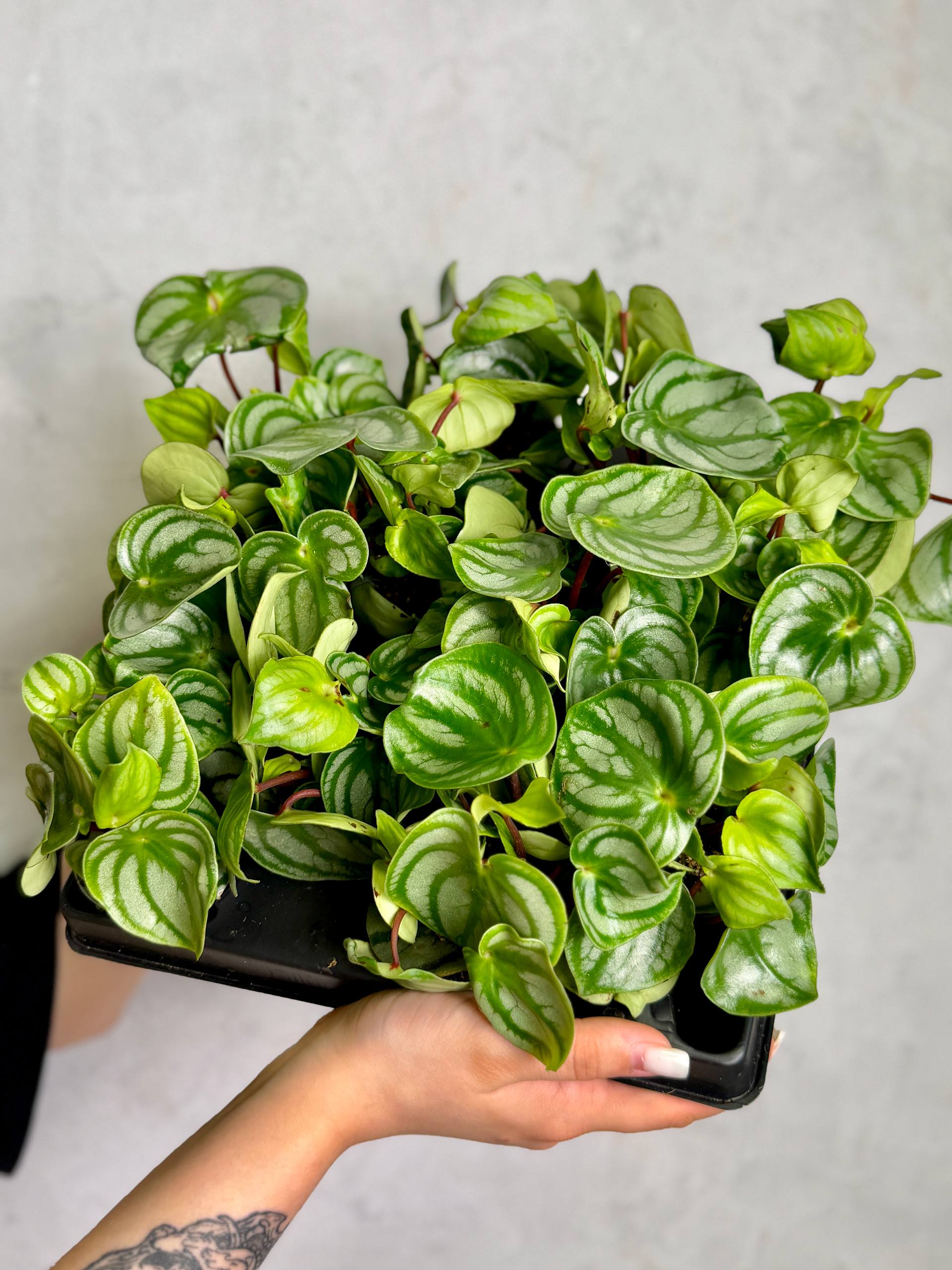 Пеперомия Арбузная (Peperomia Argyreia Watermelon) D6см