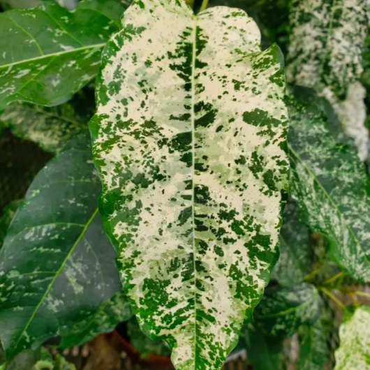 Фикус Сноушторм (Ficus Snowstorm) D8см