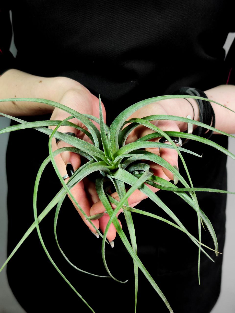 Тилландсия Курли Сильвер (Tillandsia Curly Silver)