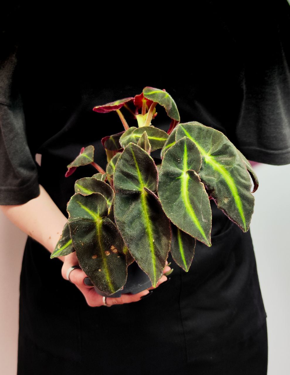Бегония Рекс Листада (Begonia Rex Listrada) D12см