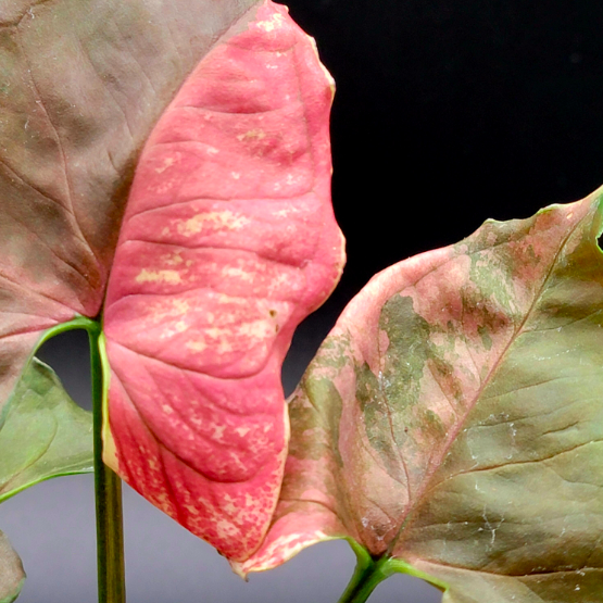 Сингониум Клубничный Лед (Syngonium Strawberry Ice) D12см