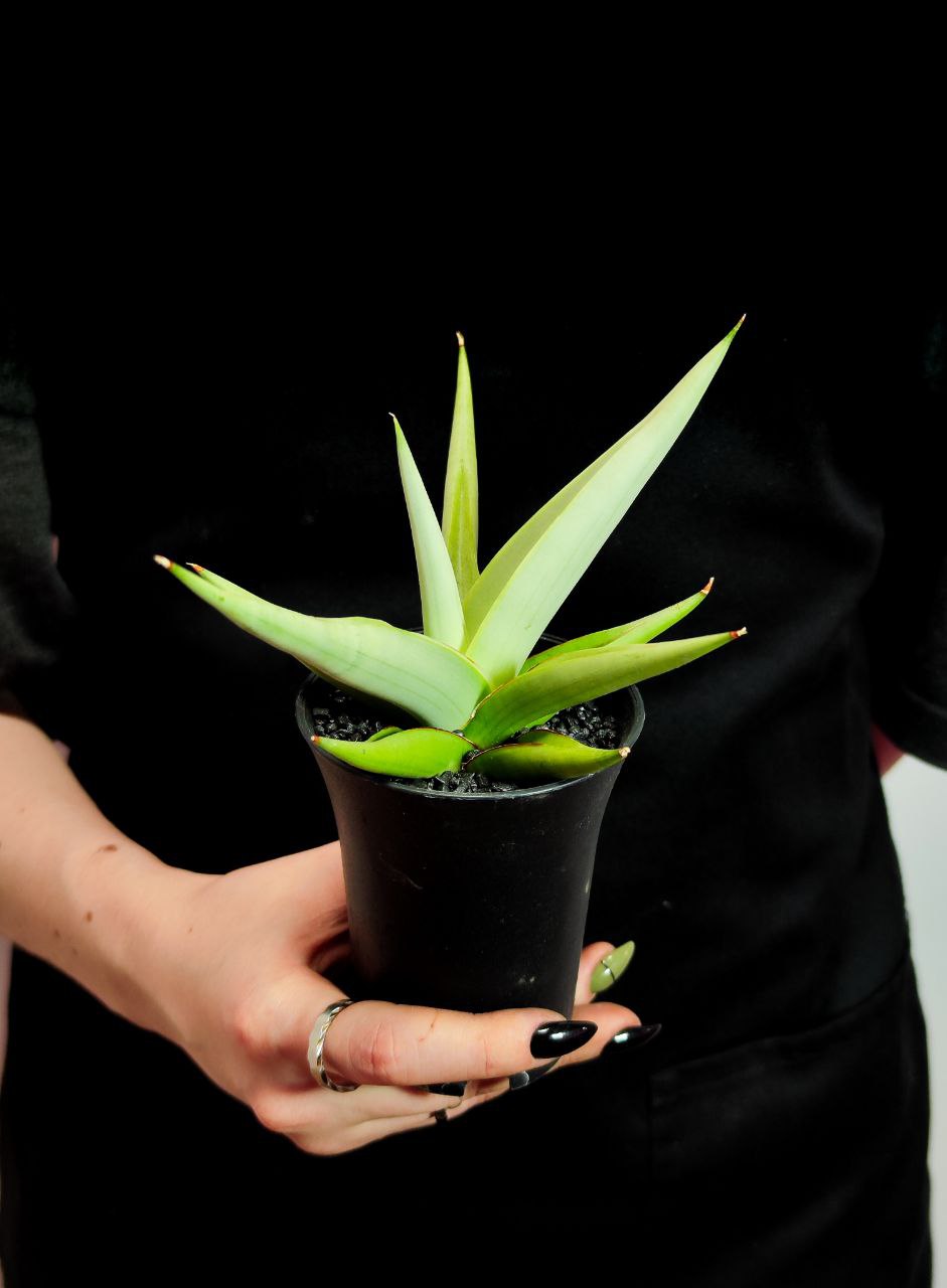 Сансевиерия Комета Пастель Грей (Sansevieria Comet Pastel Grey) D7,5см