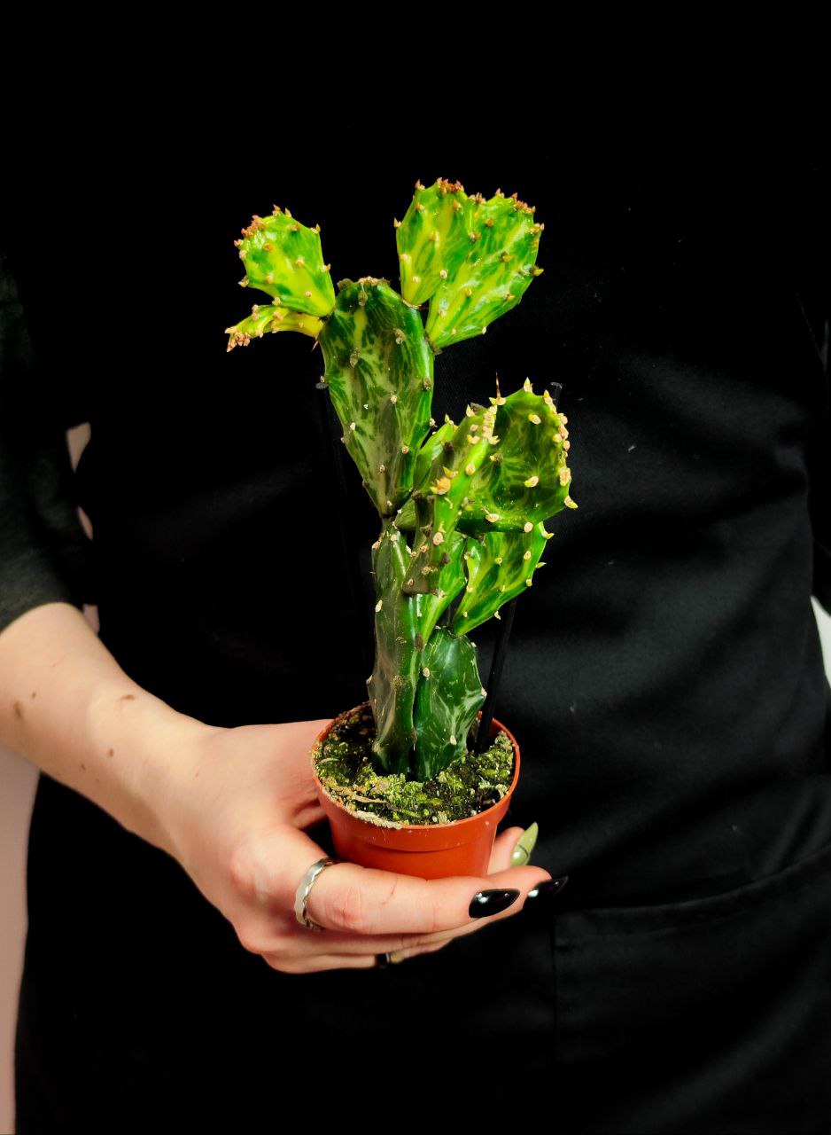 Опунция Ямайская Вариегатная (Opuntia Jamaicensis Variegata Ghost) D6см