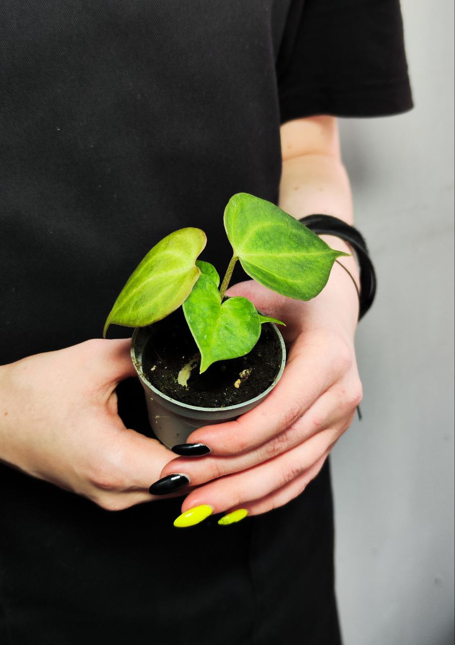 Антуриум Кларинервиум (Anthurium Clarinervium) D6см
