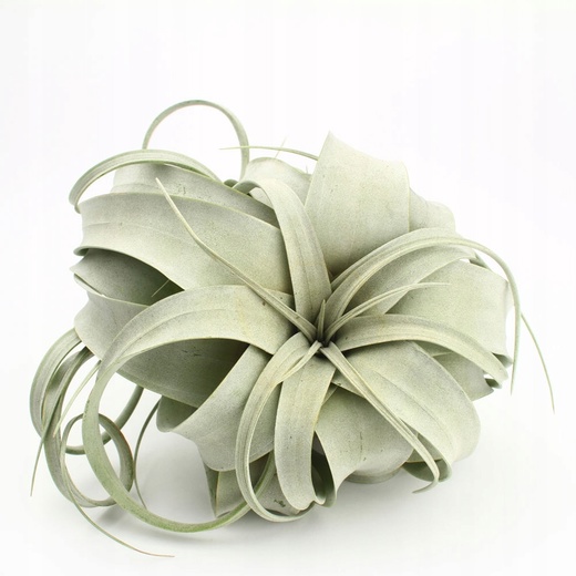 Тилландсия Ксерографика (Tillandsia Xerographica)