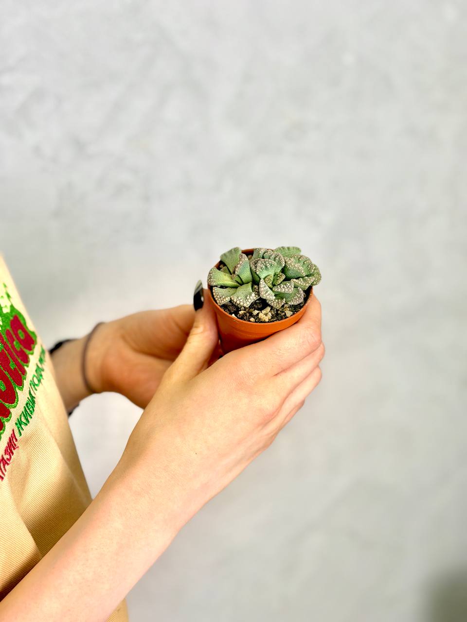 Титанопсис Калькарея Груп (Titanopsis Calcarea Group) D5см