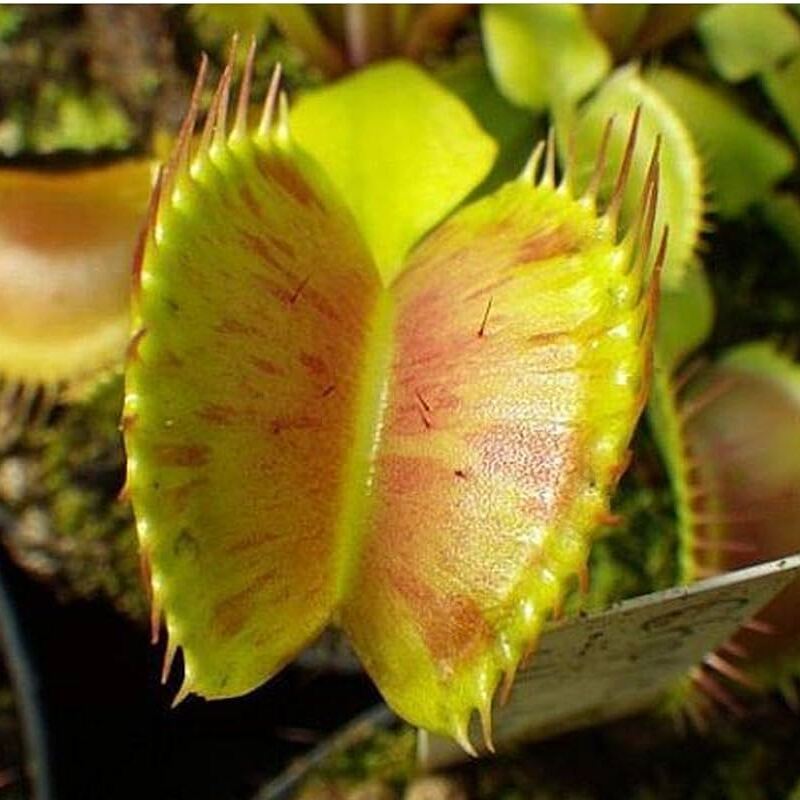 Венерина Мухоловка, Дионея Пятнистая (Dionaea Muscipula Spotty) D9см