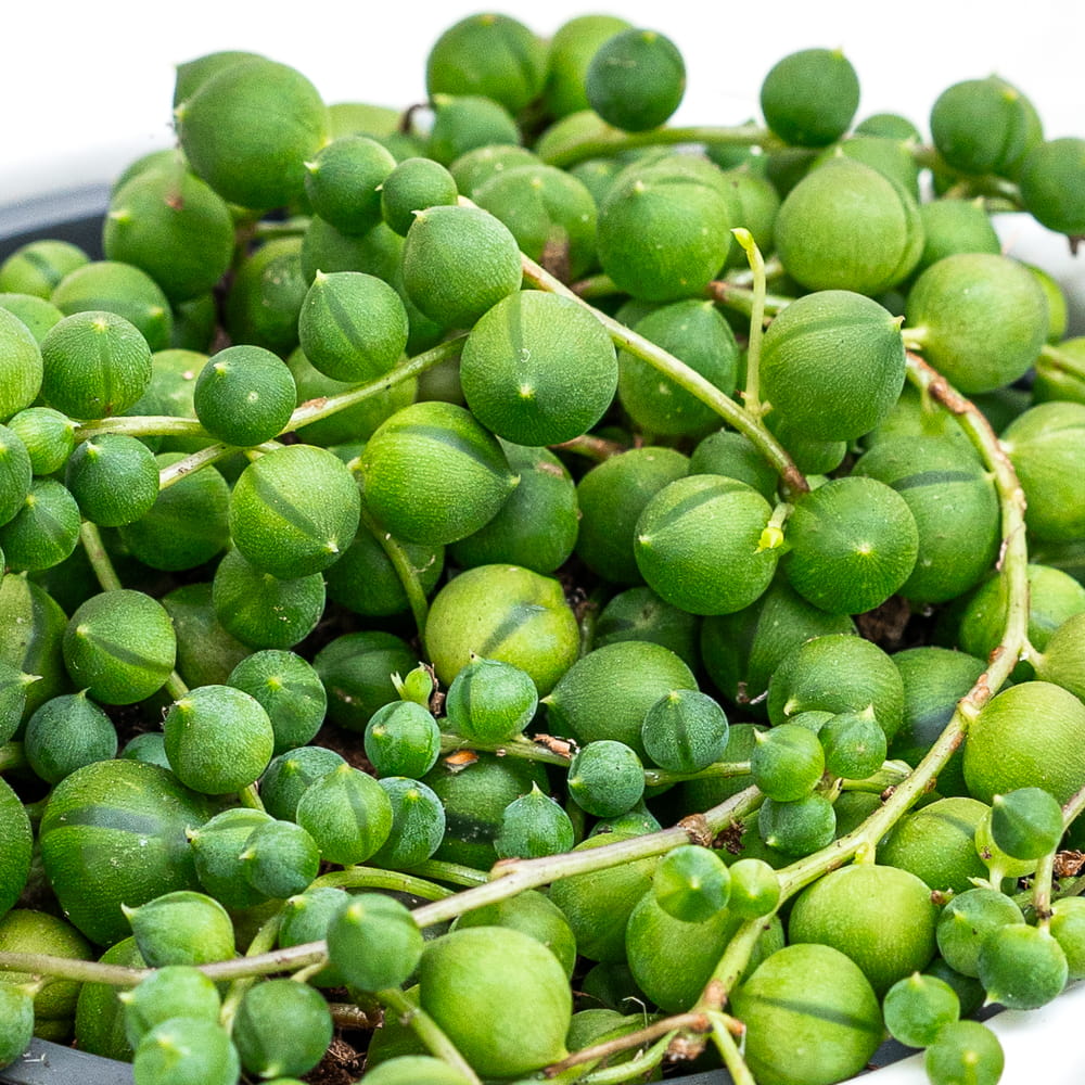 Крестовник Роули (Senecio Rowleyanus) D6см