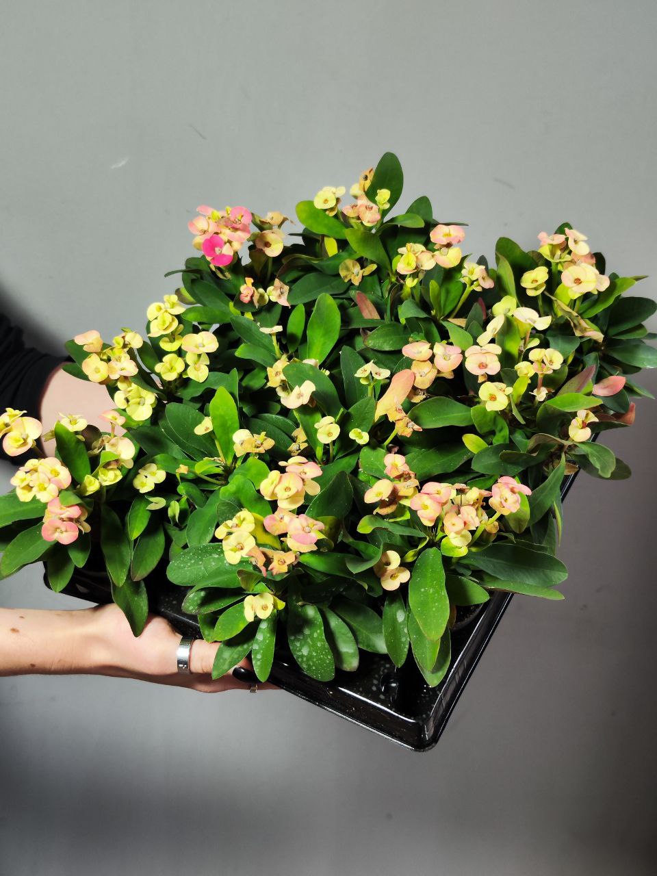 Эуфорбия Миля Персиковая (Euphorbia Milii Hera) D6см