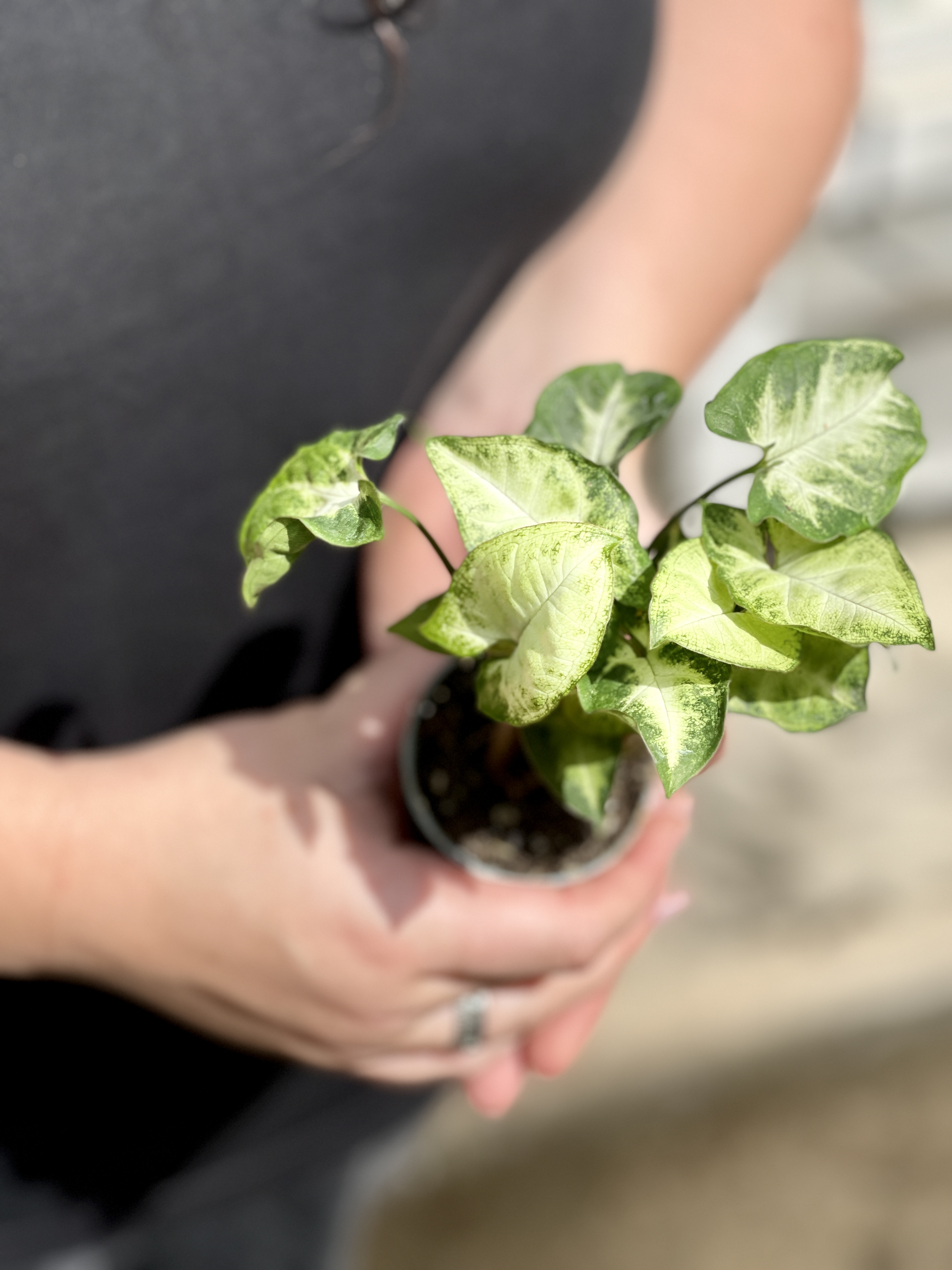 Сингониум Пикси (Syngonium Pixie) D6см
