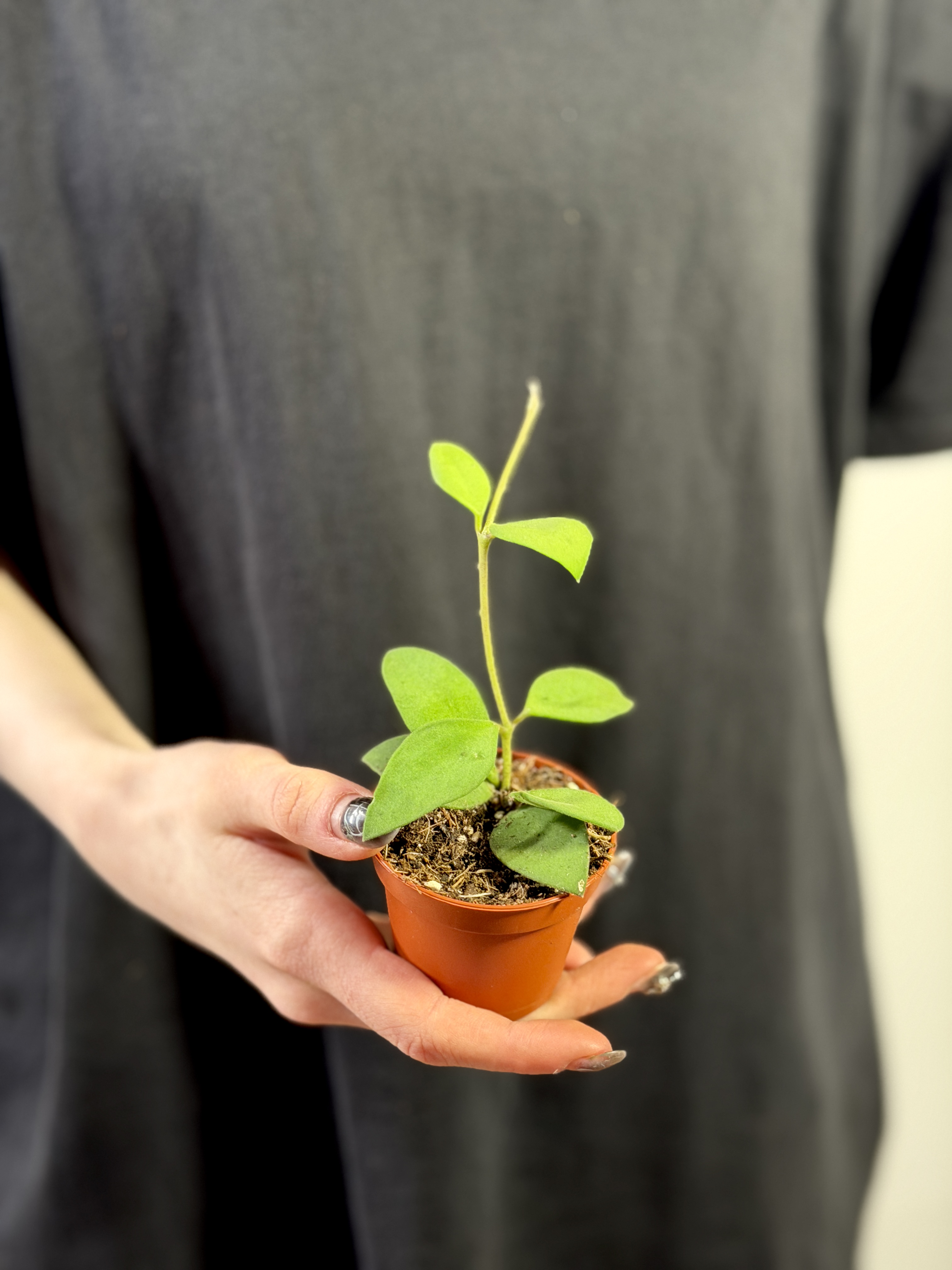 Хойя Нуммулариоидес (Hoya Nummularioides) D6см
