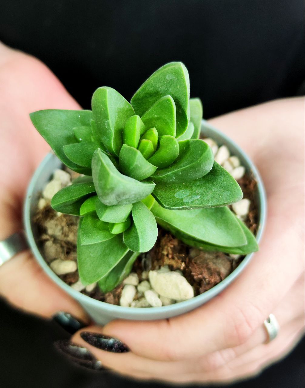 Крассула Бен (Crassula Ben) D5см