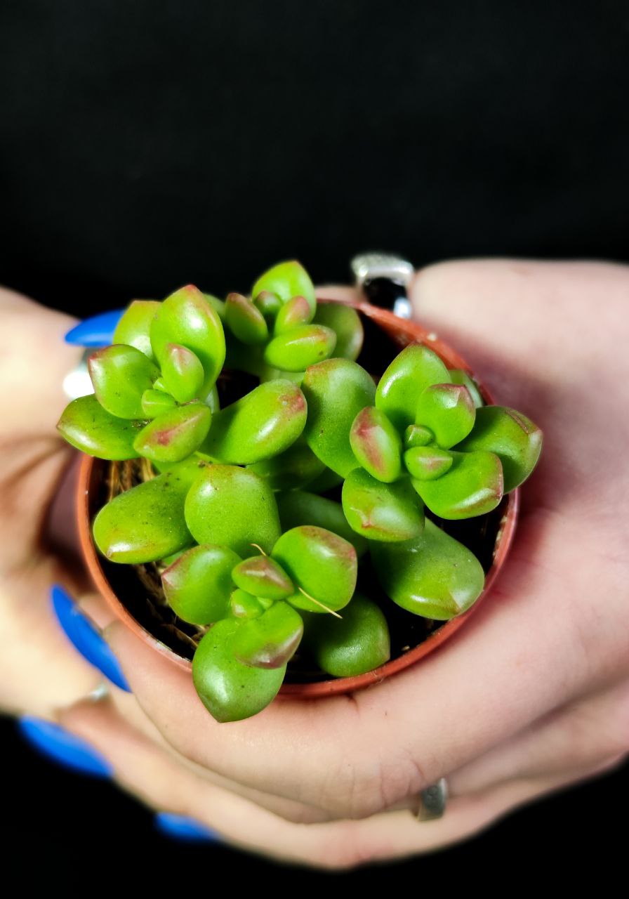 Седум Люсидум (Sedum Lucidum) D5см