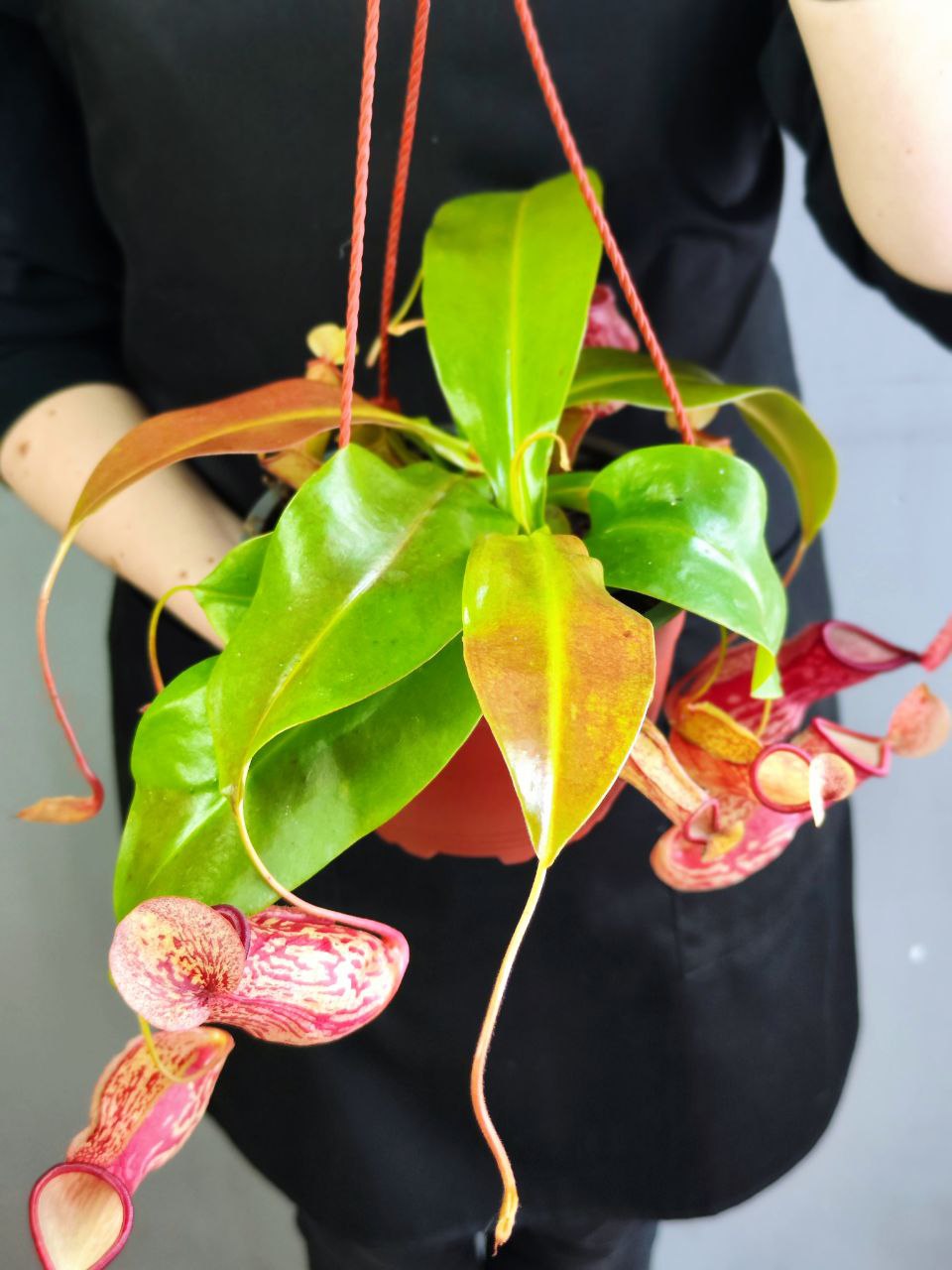 Непентес Гая (Nepenthes Gaya) D14см в подвесном кашпо