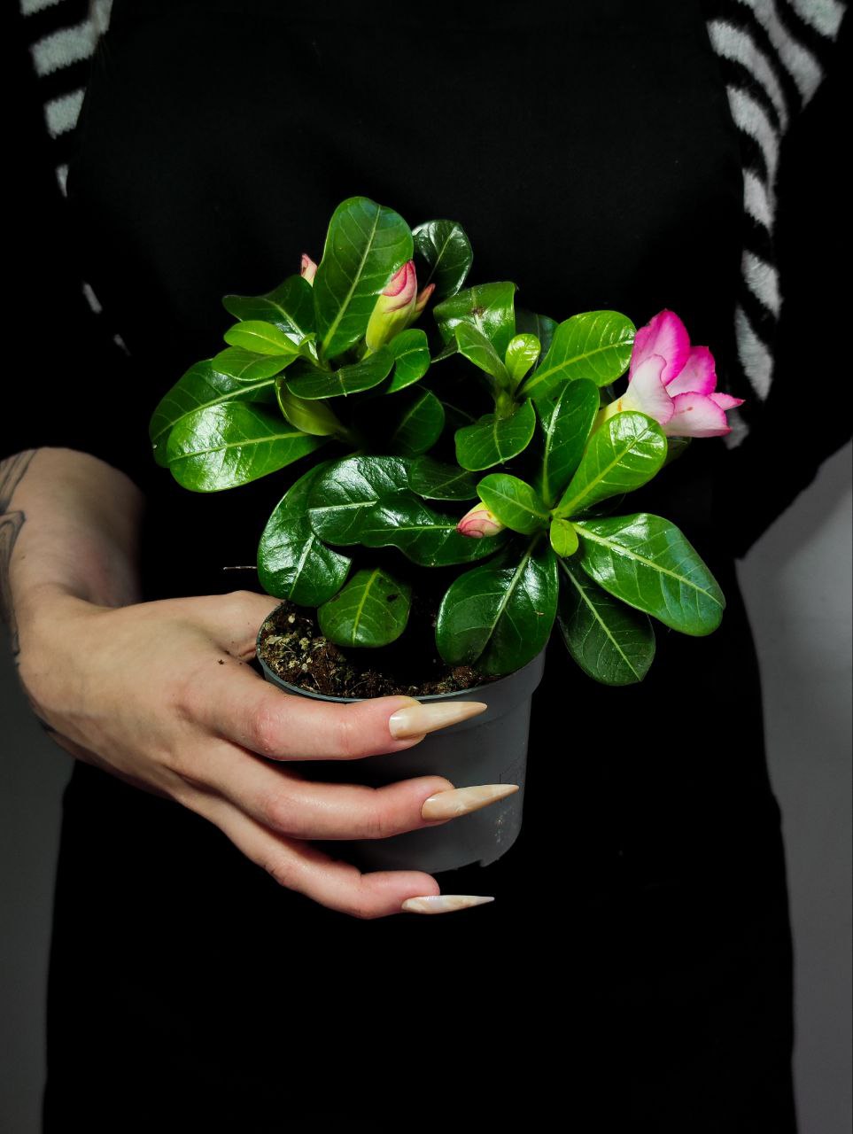 Адениум Тучный Пинк Стар (Adenium Obesum Pink Star) D9см