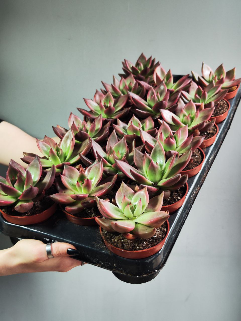 Эхеверия Марс Галакси (Echeveria Mars Galaxy) D8см