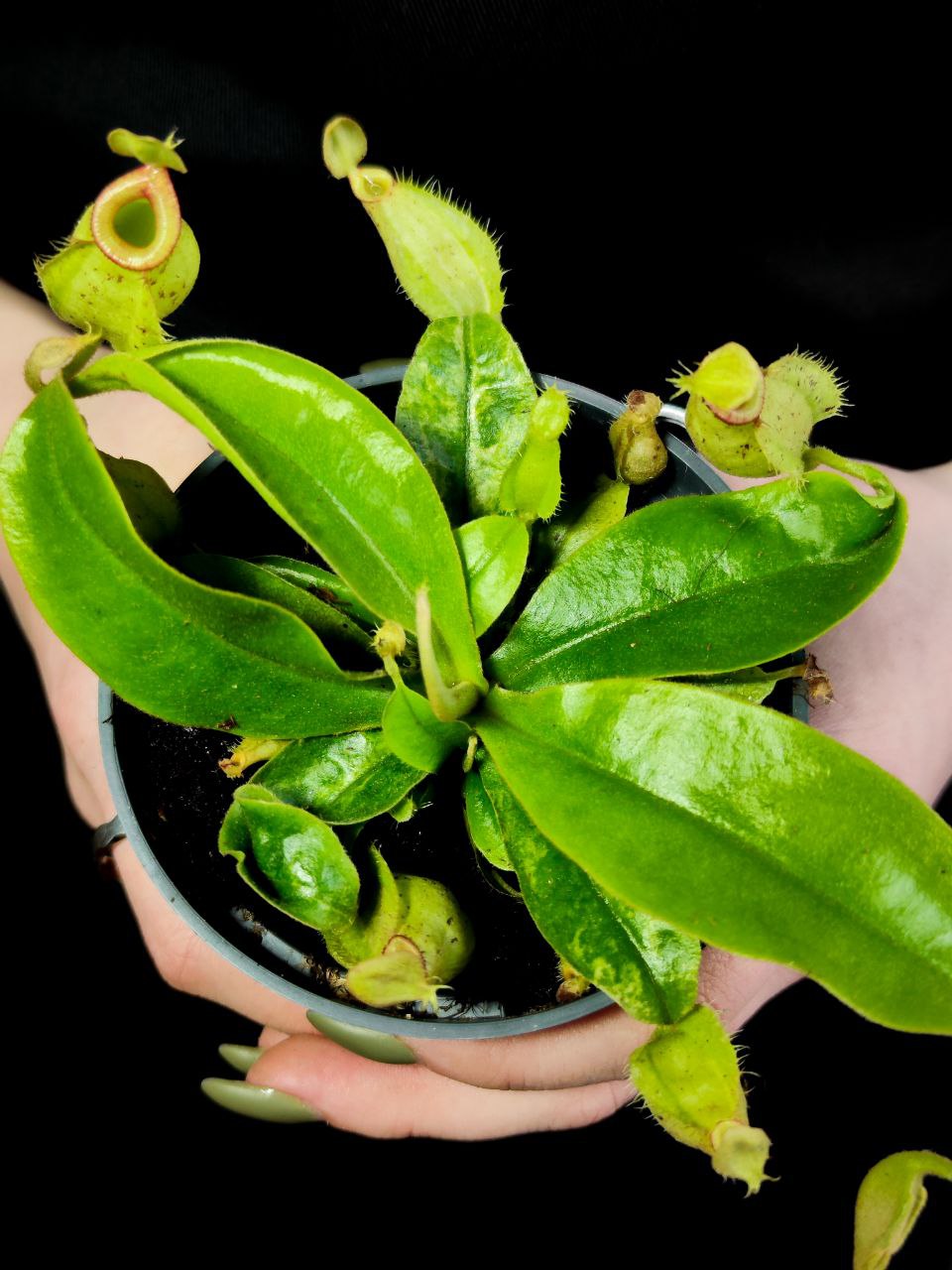 Непентес Марбл Хукериана (Nepenthes Hookeriana Marble) D9см