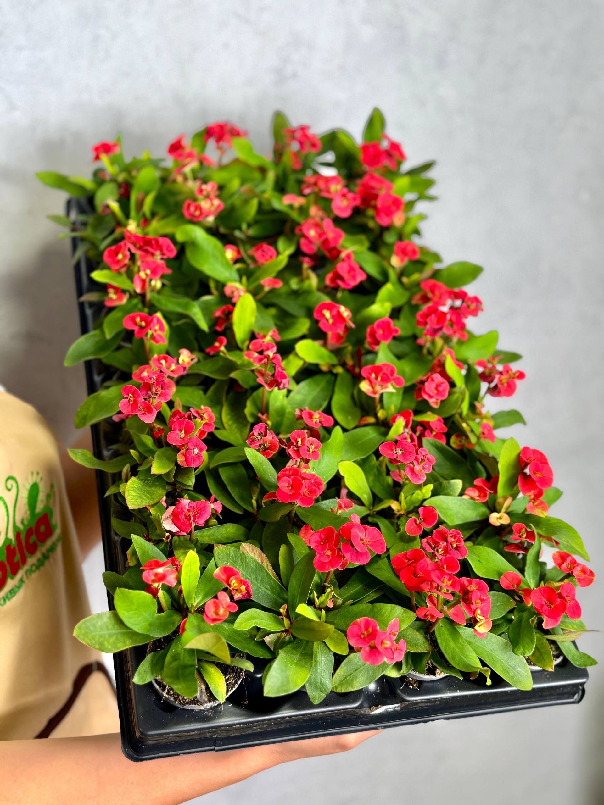 Эуфорбия Миля Красная (Euphorbia Milii Red) D6см