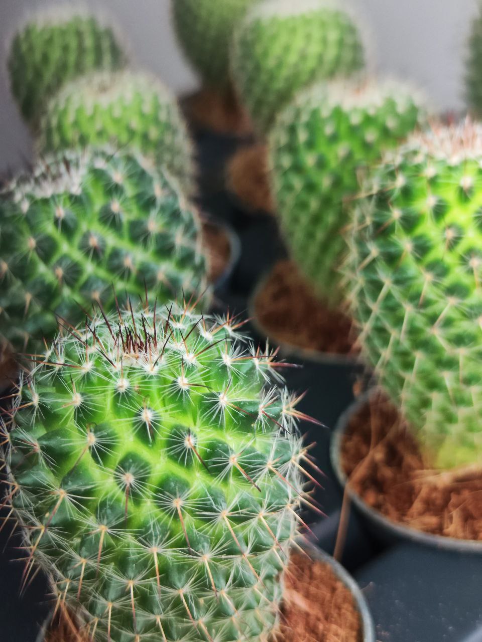 Маммиллярия Превосходная Одиночная (Mammillaria Perbella) D5см