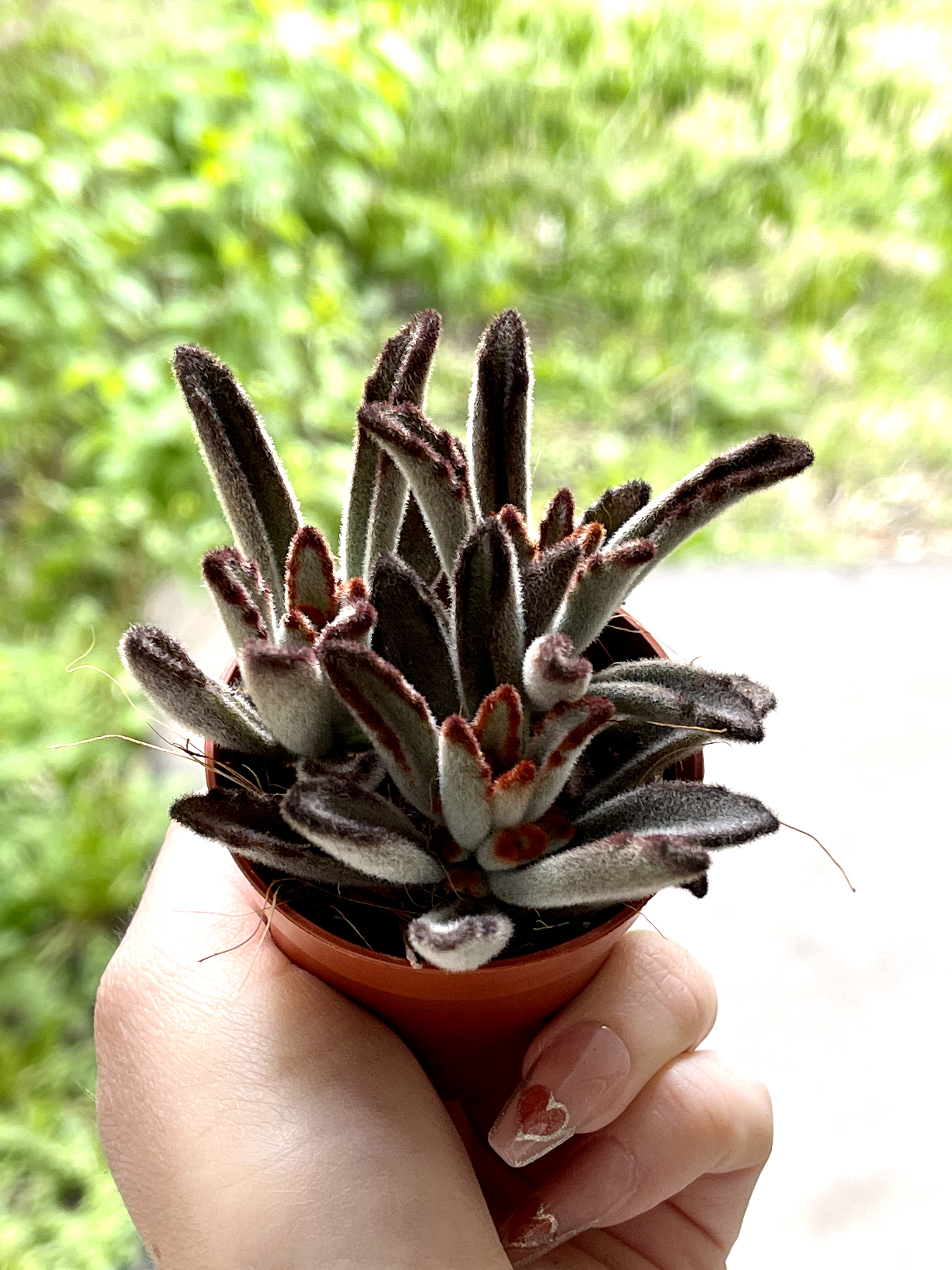Каланхоэ Томентоза Аида (Kalanchoe Tomentosa Aida) D5см