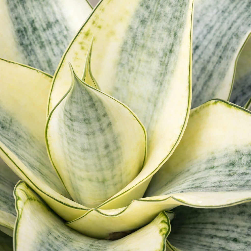 Cансевиерия Габриэлла Вариегатная (Sansevieria Gabriella Variegata) D6см