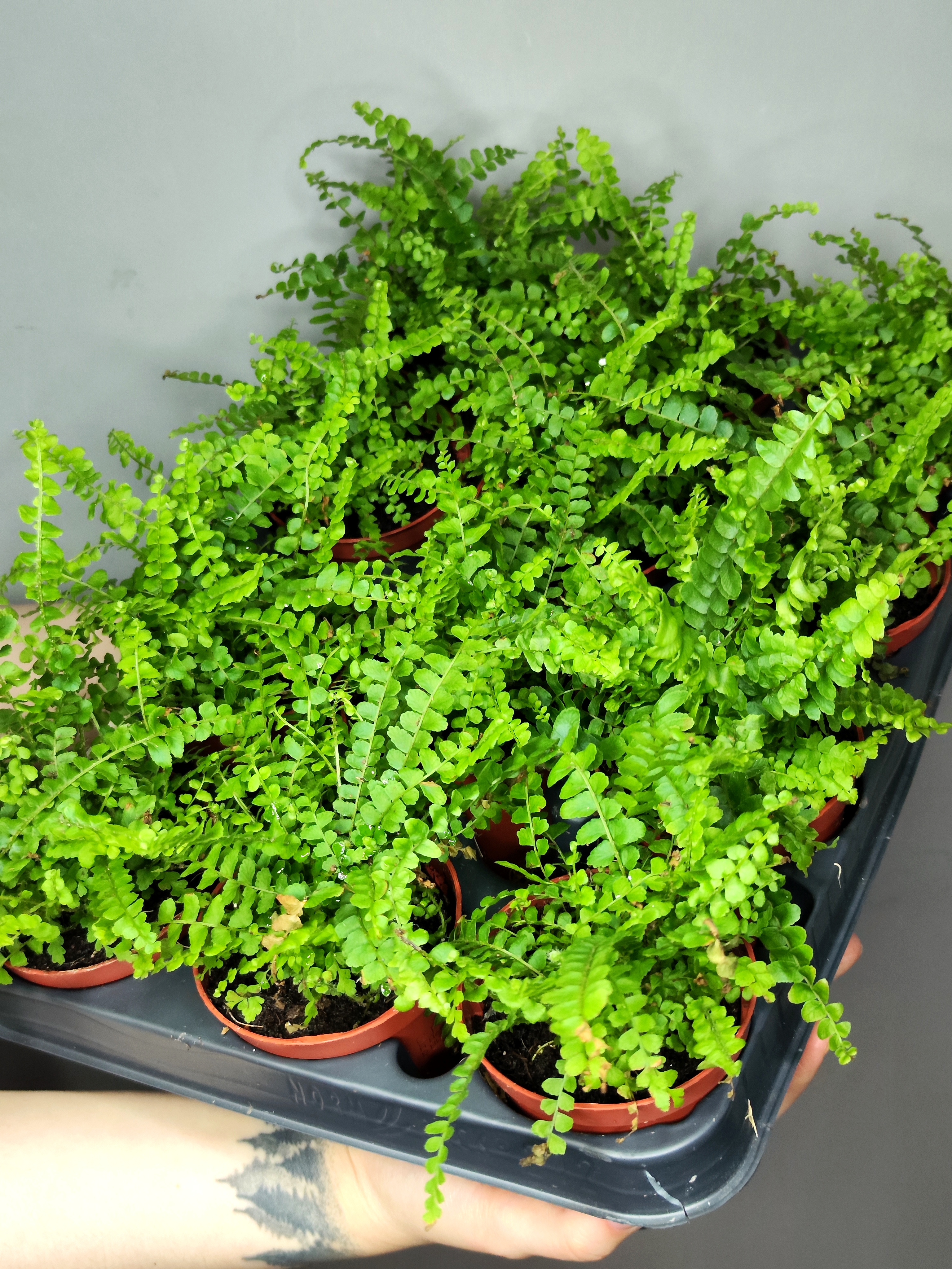 Нефролепис Даффи (Nephrolepis Exaltata Duffy) D8,5см