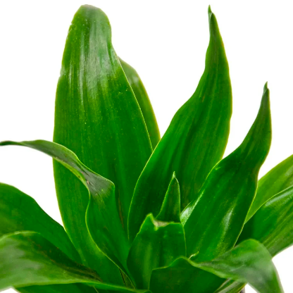 Драцена Джанет Крейг (Dracaena Fragrance Janet Craig) D6см