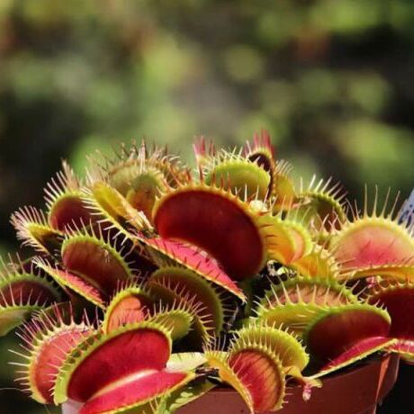 Семена Венериной Мухоловки Большая Пасть (Dionaea Muscipula Big Mouth), 15 шт